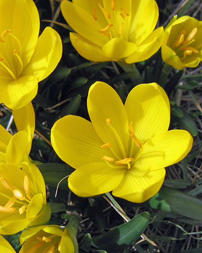 Sternbergia lutea.jpg